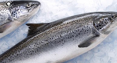 Karadeniz'den 14 Ülkeye Türk Somonu İhraç Edildi