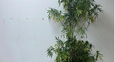 Kocaali'de Kenevir Operasyonu: 1 Gözaltı