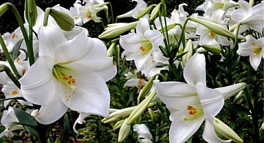 Koparmanın Cezası 109 Bin 593 TL