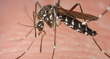 Koronavirüsten Sonra Şimdi de 'Aedes' Sineği Alarmı