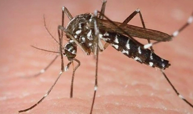 Koronavirüsten Sonra Şimdi de 'Aedes' Sineği Alarmı