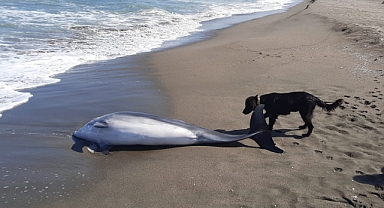 Ölü Yunus Balığı Sahile Vurdu