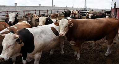 Sözleşmeli Besicilik Destekleme Ödemeleri Belli Oldu