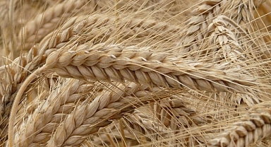 TMO Alım Primi Desteği Başvuruları Uzatıldı