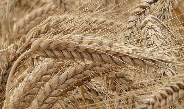 TMO Alım Primi Desteği Başvuruları Uzatıldı