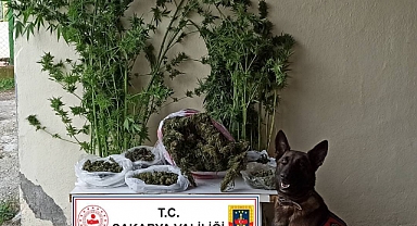 Akyazı'da Esrar Operasyonu: 1 Gözaltı