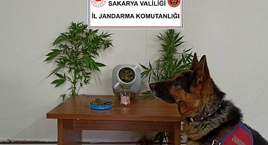 Akyazı'da Uyuşturucu Operasyonu: 1 Gözaltı