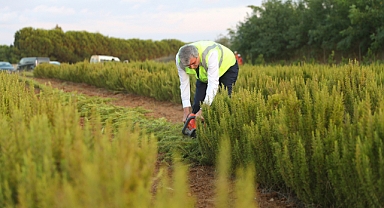 Büyükşehir Biberiye Üretiminde Çağ Atladı