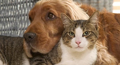 Evcil Hayvan Sahipleri Dikkat! İdari Para Cezası Uygulanacak