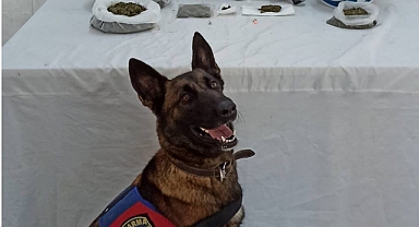 Hendek'te Zehir Operasyonu: 2 Gözaltı