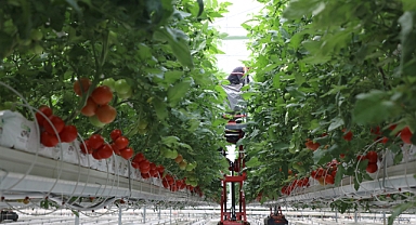 Seracılık Mükemmeliyet Merkezi’nde 4 Ayda 550 Ton Dometes Üretildi