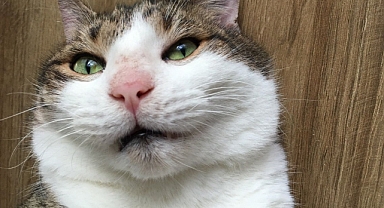 Bakanlık'tan Evcil Hayvan Sahiplerine Uyarı! Yaptırmayanlara Ceza Var!