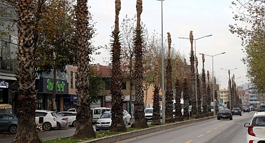 Ekipler Palmiye Ağaçlarını Kış Mevsimi Öncesinde Koruma Altına Aldı