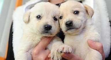 Evcil Hayvan Sahipleri Dikkat! Son Gün 31 Aralık!