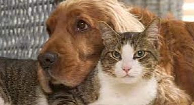 Evcil Hayvanına Çip Taktırmayan Kişilere 3642 Lira Ceza Kesilecek