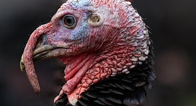 Yılbaşı Hindisine Görülmemiş Zam!