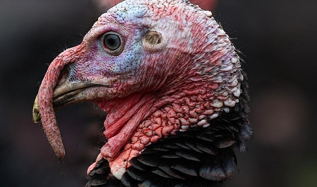 Yılbaşı Hindisine Görülmemiş Zam!