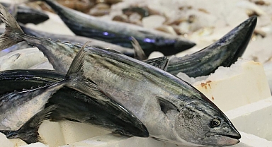 Havalar Isındı, Balık Fiyatları Düştü