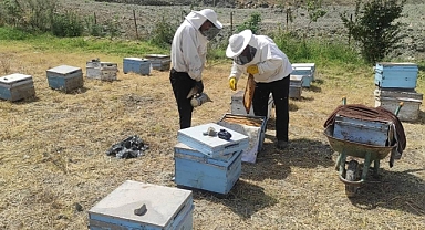 300 Kilo Çıkıyor, 30 Ton Satılıyor!