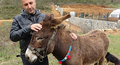 7 Bin 500 TL'ye Satışa Çıkarılan Eşek İlgi Odağı Oldu
