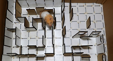 Depremde Hamsterlar, Hayat Kurtaran Köpeklere Rakip Olabilir