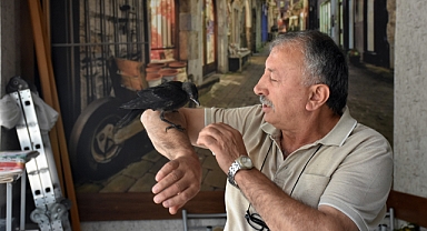 Kurtardığı Karga Bir An Olsun Yanından Ayrılmıyor