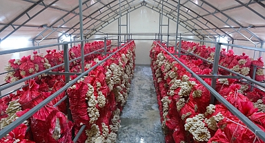 Lezzet Harikası ‘İstiridye Mantarı’ Büyükşehir Eliyle Sofraya Geliyor: “Sakarya Mantar Üssü Olacak”