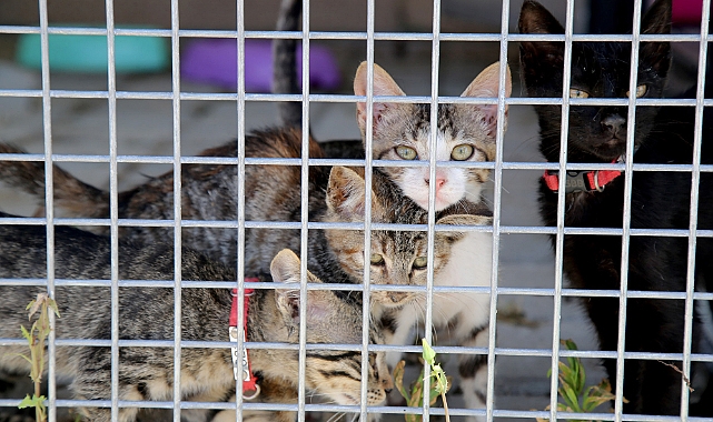 Can Dostların Sakarya’da Devasa Bir Şifa Yuvası Var