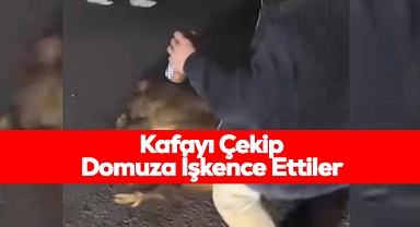 Bu Resmen Hayvanlık