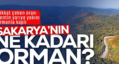 Kentin Yarıya Yakını Ormanla Kaplı: Sakarya’nın Ne Kadarı Orman?