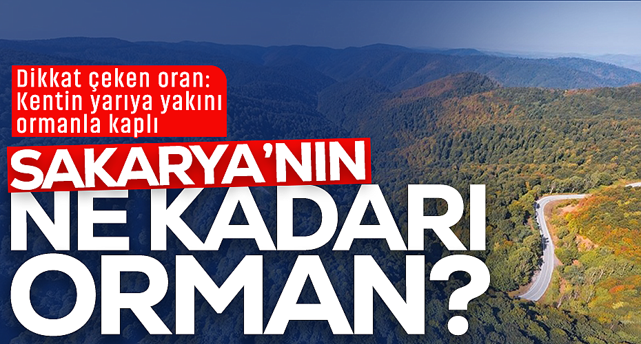 Kentin Yarıya Yakını Ormanla Kaplı: Sakarya’nın Ne Kadarı Orman?