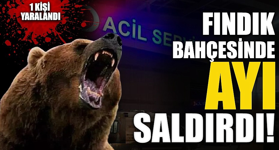 Fındık Bahçesinde Ayı Saldırısı: Bir Kişi Yaralandı