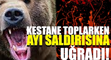 Hendek’te Kestane Toplarken Ayı Saldırısına Uğradı: Durumu Ağır