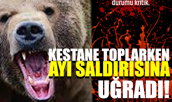 Hendek’te Kestane Toplarken Ayı Saldırısına Uğradı: Durumu Ağır