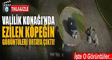 Ezilen Yavru Köpeğin Görüntüleri Ortaya Çıktı!