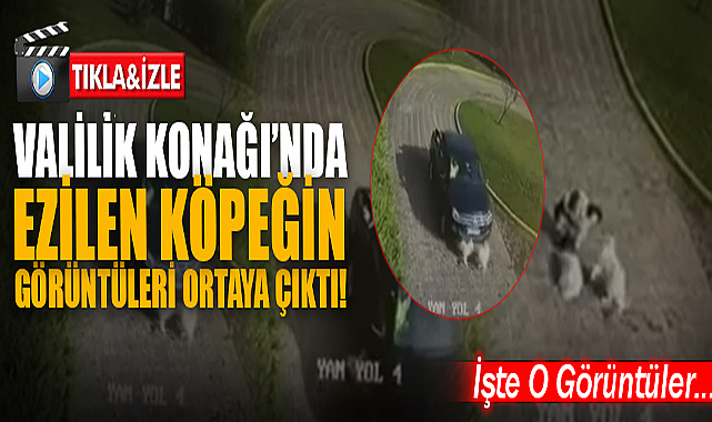 Ezilen Yavru Köpeğin Görüntüleri Ortaya Çıktı!