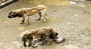 Bozüyük Belediyesi'ne Ait Barınakta Aç Kalan Köpekler Birbirini Yedi