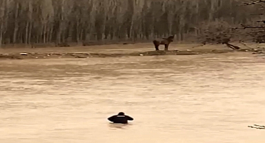 Sel Sularına Giren Vatandaş Atını Kurtardı