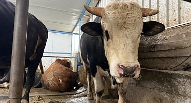 1 Tonluk Tosunlar Görenleri Şaşırttı