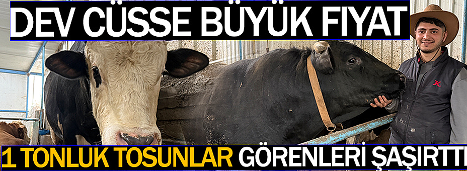 1 Tonluk Tosunlar Görenleri Şaşırttı