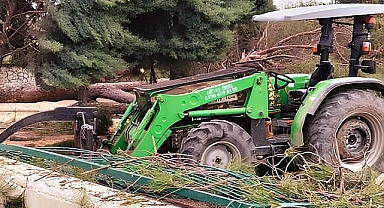 Arifiye'de Ağaç Krizi!