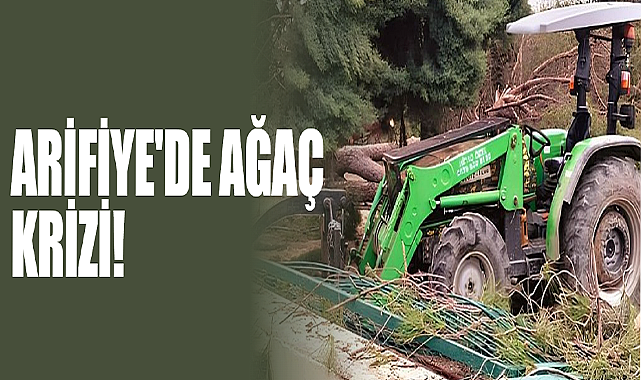 Arifiye'de Ağaç Krizi!