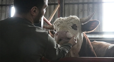 Kurbanlıklar Şimdiden Seçiliyor!