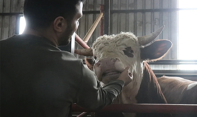 Kurbanlıklar Şimdiden Seçiliyor!