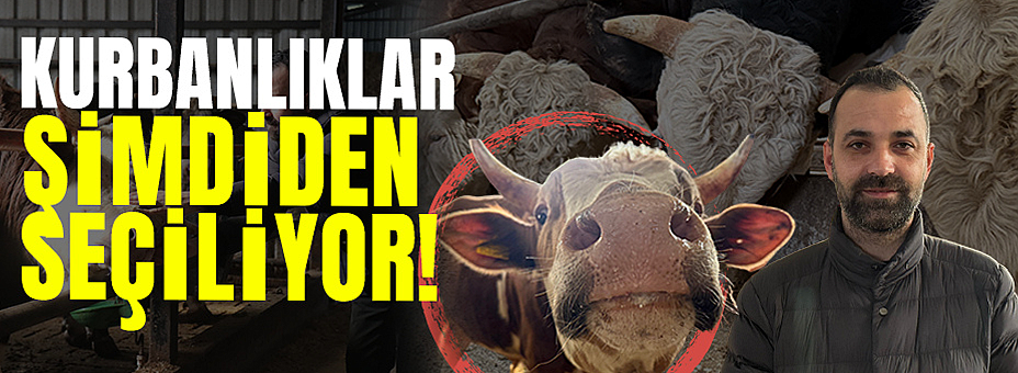 Kurbanlıklar Şimdiden Seçiliyor!