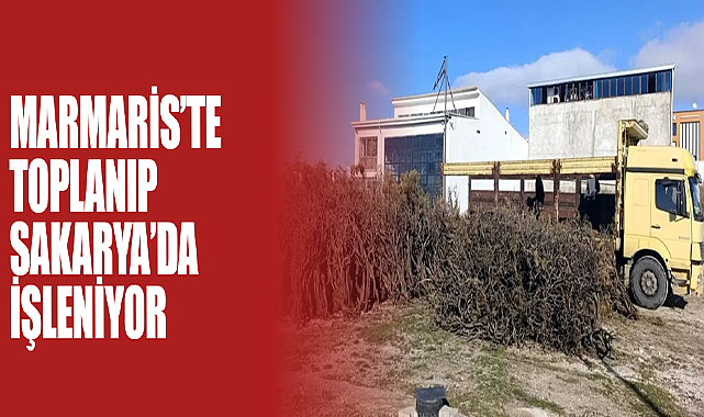 Marmaris’te Toplanıp Sakarya’da İşleniyor