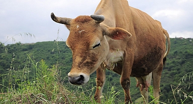 Sakaryalı Besiciye Dijital Kolaylık!