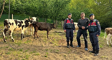 Jandarma Ekipleri Kayıp Büyükbaşları Sahibine Kavuşturdu