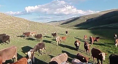 Kurbanlıkta Yeni Dolandırıcılık Yöntemi! Fotoğrafla Tuzak Kuruyorlar