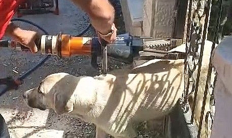 Demir Kapıya Sıkışan Köpeği İtfaiye Kurtardı
